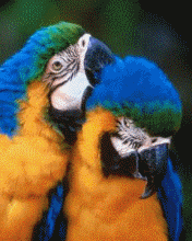 pic for parrots :